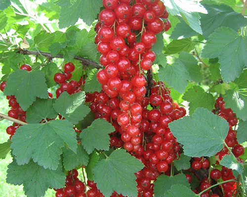 Beeren Johannisbeeren